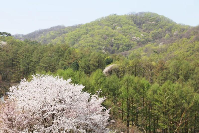 양평 숲속반딧불펜션 (Yangpyeong Forest Firefly Pension)