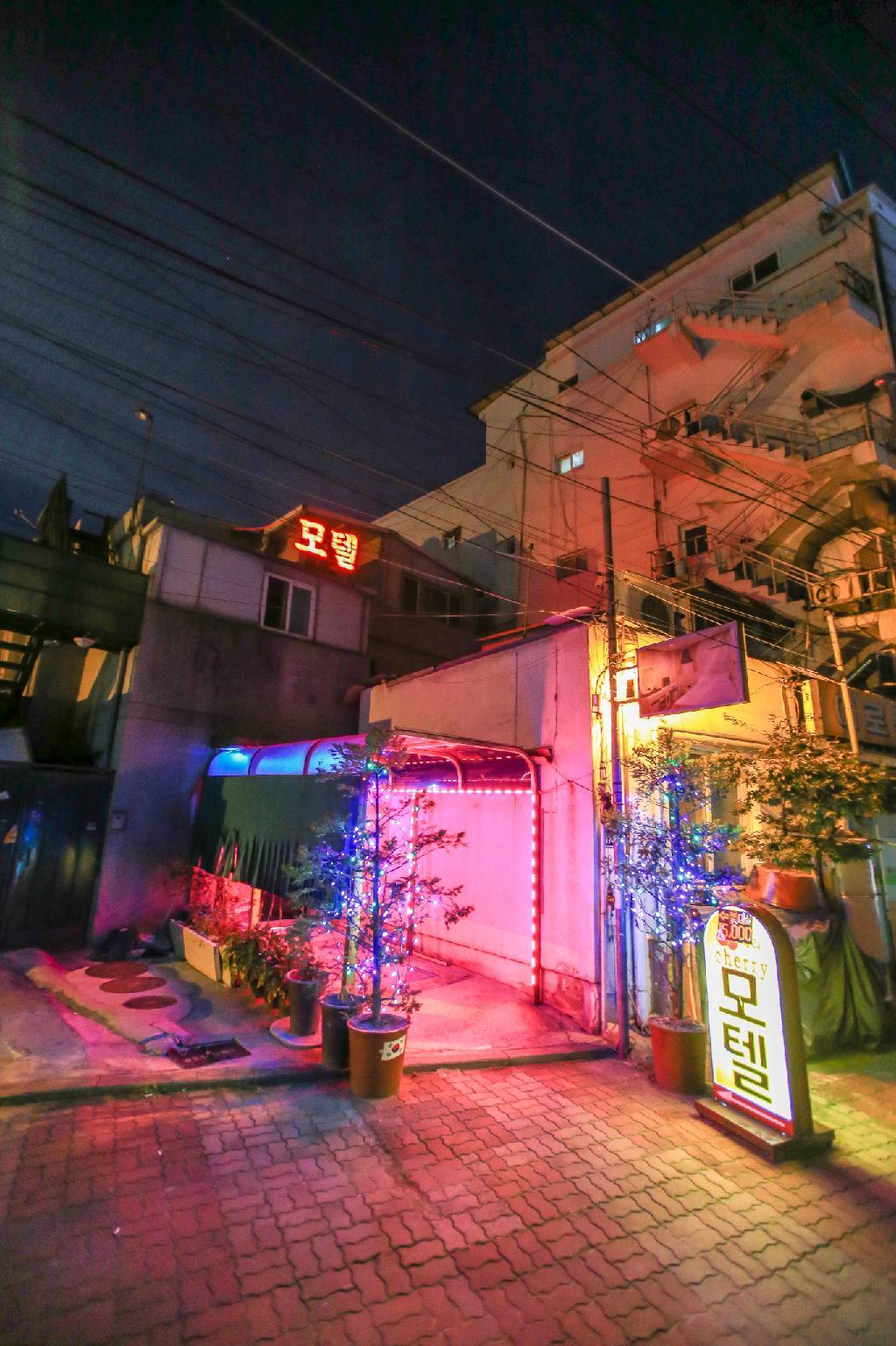 회기 체리 (Hoegi Cherry)