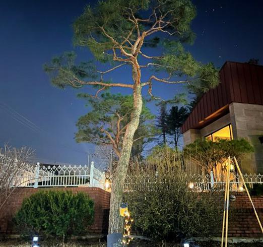 mungmungs pension