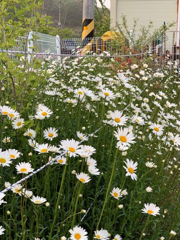 천안 성거호수펜션 (Cheonan Seonggeohosu Pension)