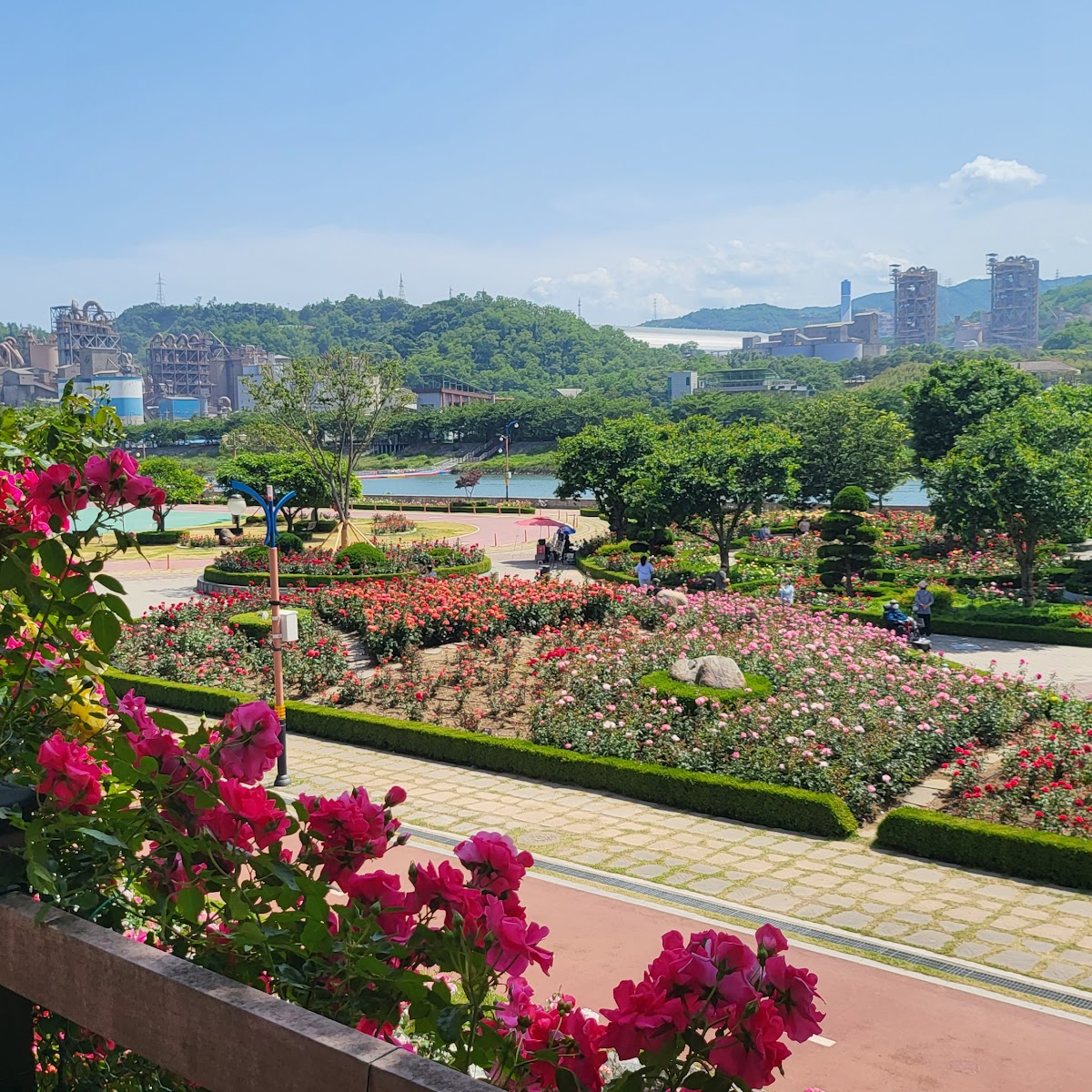 삼척 장미공원