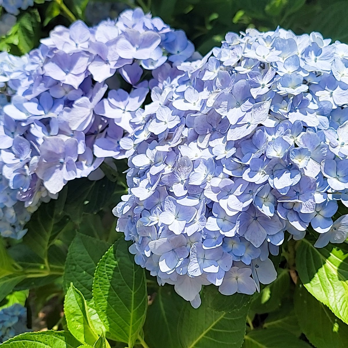 포레스트수목원 (4est수목원)