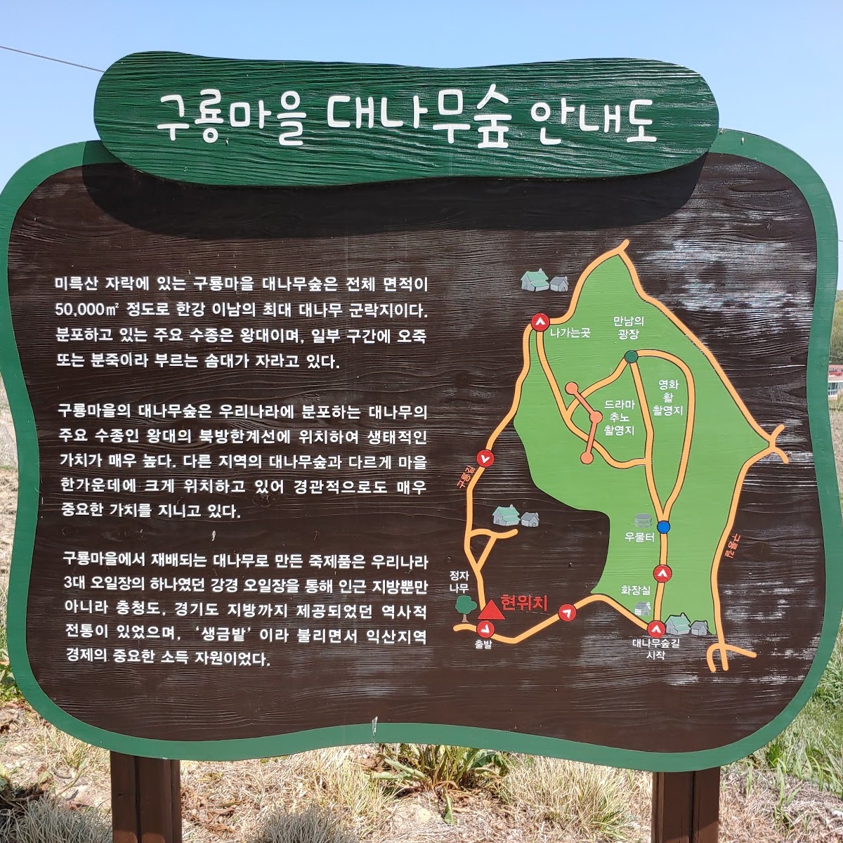 구룡마을 대나무숲