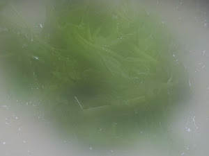조선쫄복탕